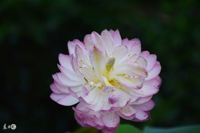 钗钏金命的贵人是，钗钏金与哪几种木相克