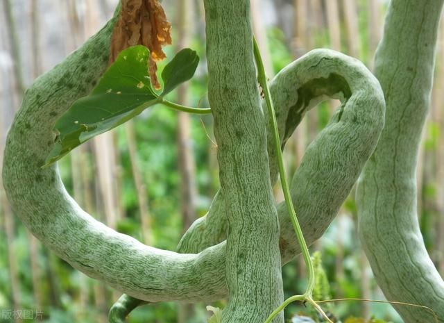 属蛇的家中不宜放什么，命里有二婚的四个生肖