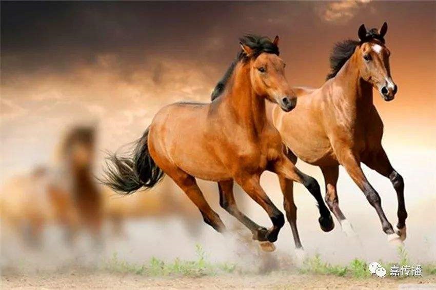 属马人在2022年运势，1978年属马二次婚姻在几岁