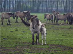 8年属马婚姻配属什么更佳，1978生年属马男2022