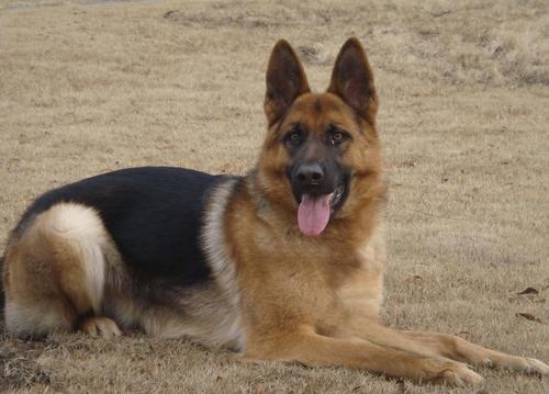 家里适合养什么颜色的狗，什么颜色的土狗更好