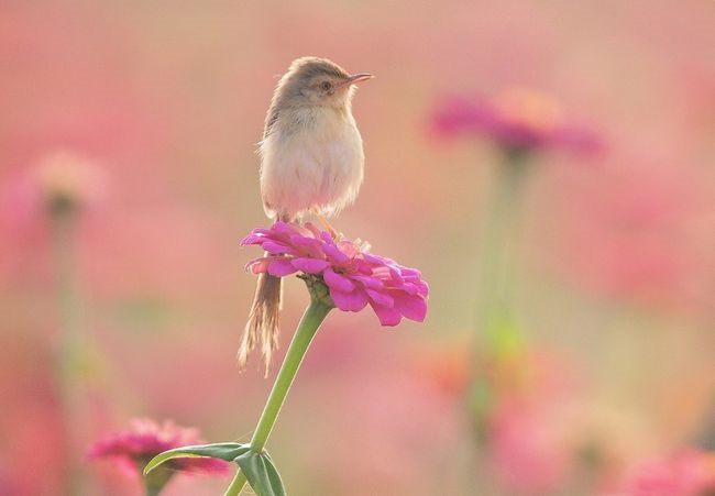 979年属羊女桃花运,1979年属羊2022年桃花运"