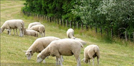 属羊在什么方向发展好,2003年属羊的学业运程