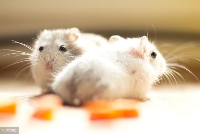 998属虎的和哪一年配，86年属虎36岁有一灾"