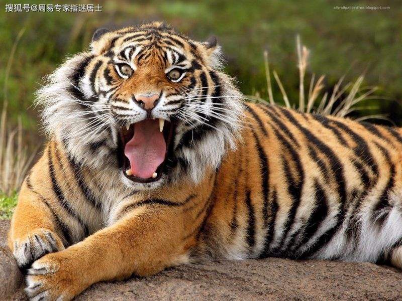 6年属虎11月份运势，86年属虎人最穷不过36岁"