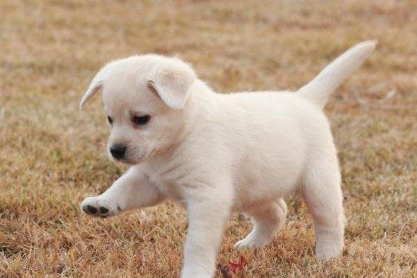 属狗的女人在今年的运程，属狗的人2022 年财运怎么样