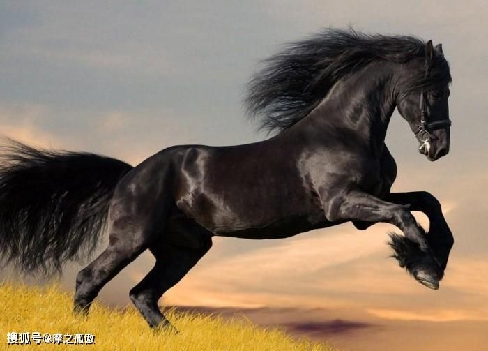 属马的更佳婚配男，1990年属马的姻缘