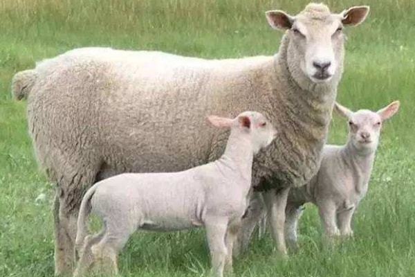 马和羊合得来吗，属马和属羊的婚姻相配吗