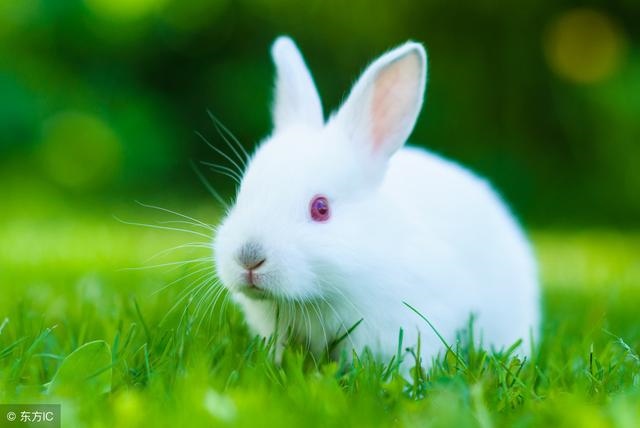 998属虎的和哪一年配，86年属虎36岁有一灾"