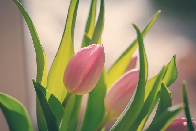 022年属狗订婚吉日，属狗什么时候结婚更好"