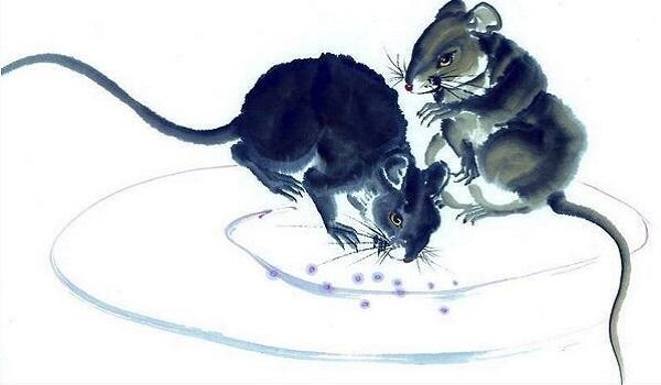 4年鼠女37岁运势，1984女鼠2022