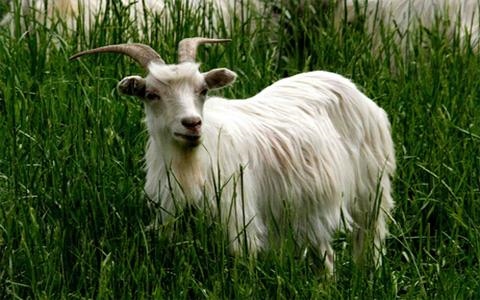 955年属羊女的命运如何，1990年属马是什么命"