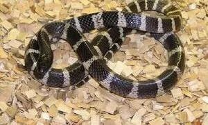 属蛇人要远离哪些生肖，属蛇一生要远离的属相