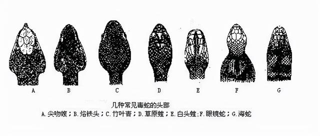 鼠和蛇父子好不好，蛇爸生鼠宝宝好不好