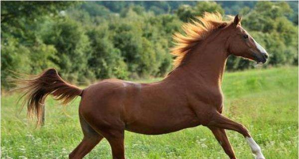 属马为什么命不好，1978年属马女的是什么命