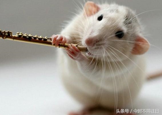 属鼠1996涧下水命婚姻，涧下水命田内之鼠婚姻