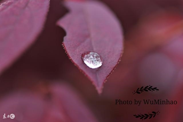 让男人一见就硬的生肖女，最易勾男人魂的生肖女