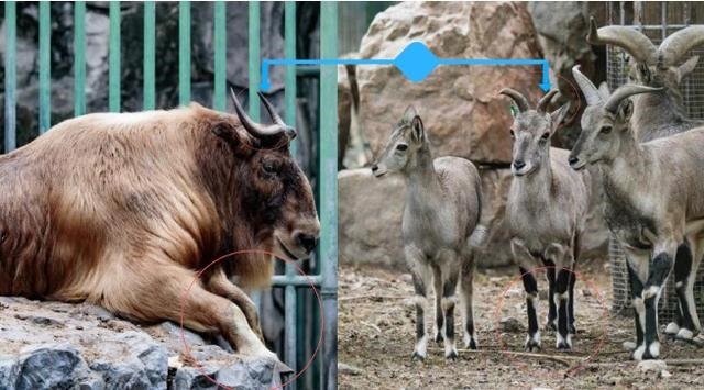 属羊的可以生牛宝宝，父母属猴生牛宝宝好吗