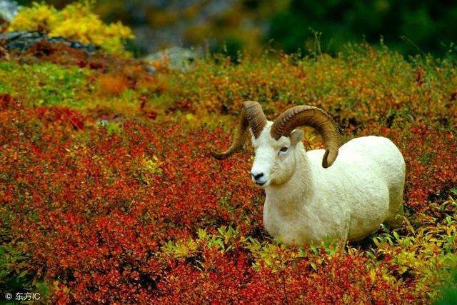 979年属羊人运势，属羊人2022