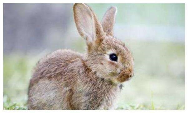 7年属兔女下半年运势,属兔人1987年下半年运势咋样"