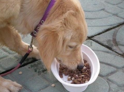 羊一年相当于几岁，羊的一岁相当于人的多少岁