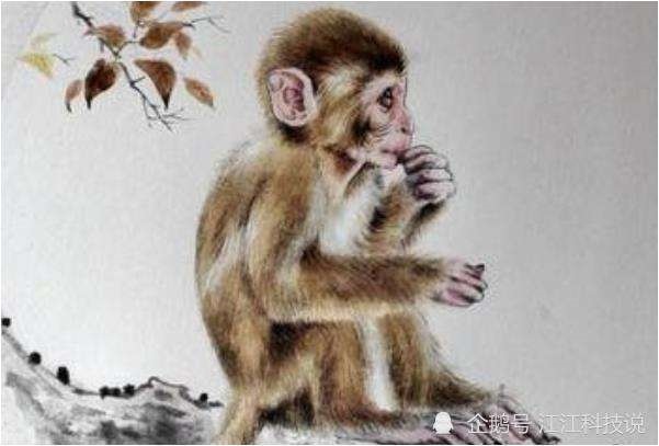 属猴背后小人是谁，属猴是9几年的