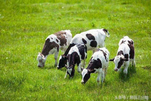 3年属牛49和50岁命运申时,属狗哪个时辰出生更好"