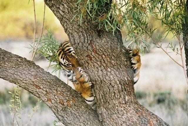 老虎的几年出生多大了，近几年的大老虎