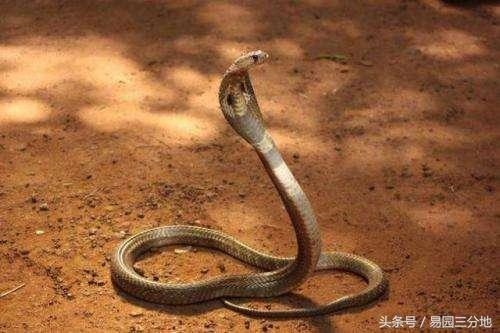 属蛇人逢牛年2022，属蛇人逢猪年要注意些什么