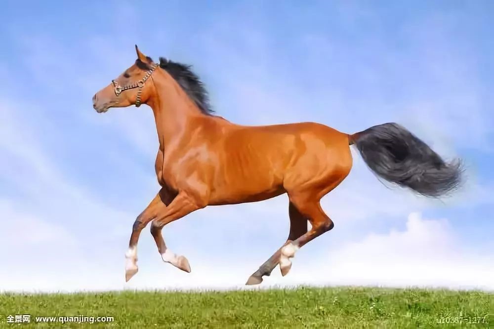 属马的多大了今年多大马，属马的今年多大了2022