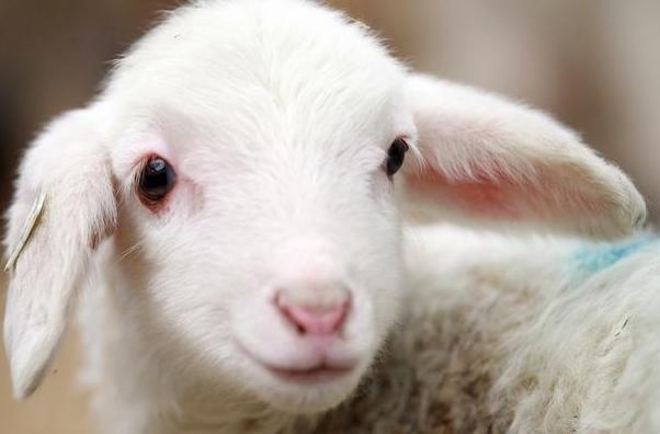 属羊的今年的幸运物是什么,属羊带什么招财转运