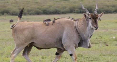 属羊的可以生牛宝宝，父母属猴生牛宝宝好吗