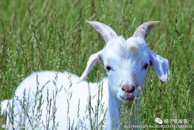 属羊什么年份出生，属羊的是哪年出生的呀
