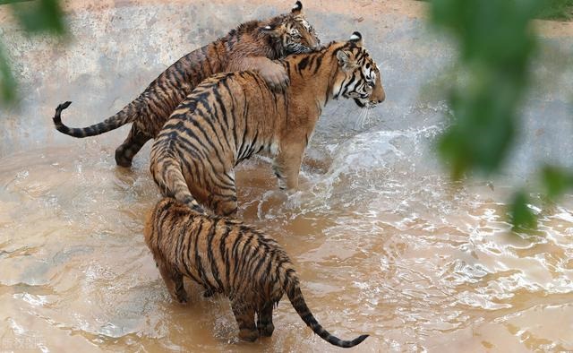 属虎男人36岁又是本命年，属虎36岁暴败