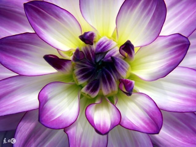 虎年生子跟哪个属相相冲，虎爸和虎女儿会相克吗