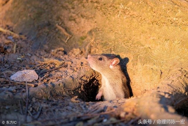 属鼠人出生在各时辰的命运，属鼠人出生时辰的命运