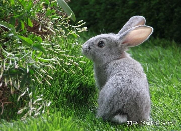 5年兔2022年运势，2022年生肖兔运势详解"