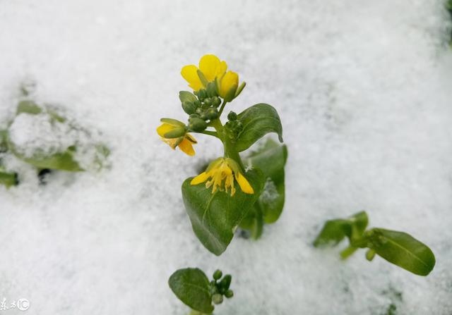 属羊的克星和福星,有没有羊鼠过一辈子的