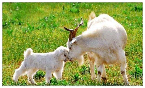 9年属羊42岁会离婚吗，79年属羊女人的运气好不好"