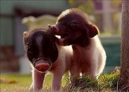 3年的猪37岁后命好，1983年属猪,一生劫数"