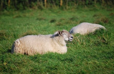 9年的羊女好不好，1979年属羊女人的命"