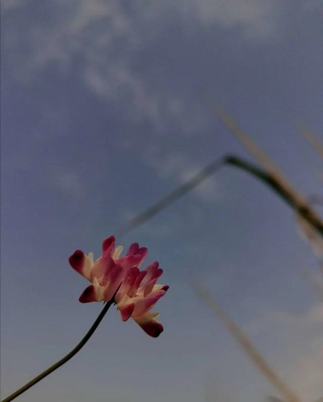 4年属狗是啥命,1994属狗人是什么命"