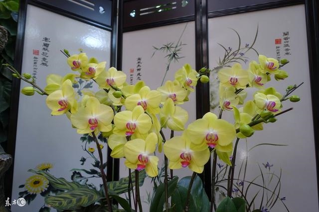 9年生肖鸡命中有两大贵人，81年属鸡40岁以后交运"