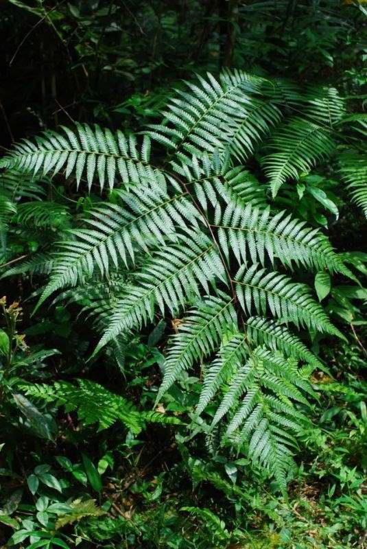 属龙男不宜和什么生肖最配，龙女不能配什么生肖