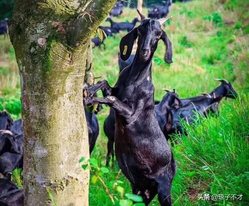 羊和牛真的不能在一起吗，牛马结婚真的会克死吗