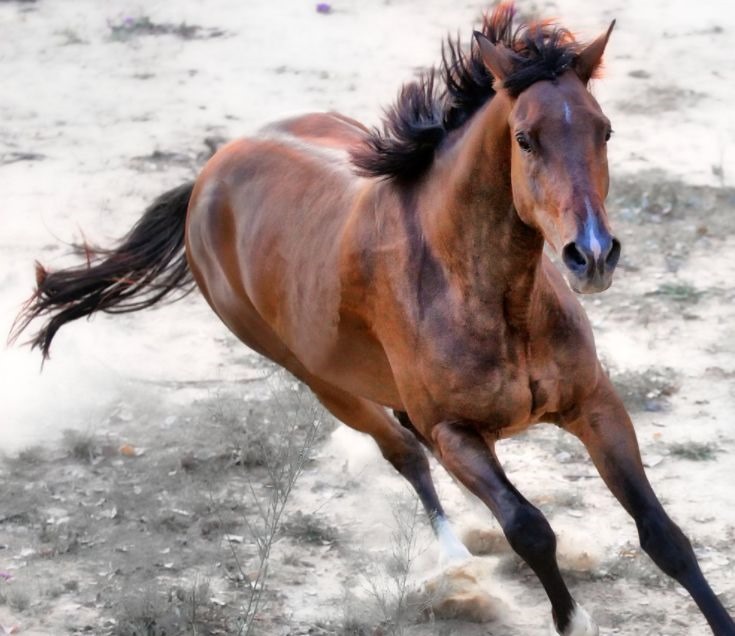 属鸡人与属马人关系怎样，90属马和93属鸡的配吗