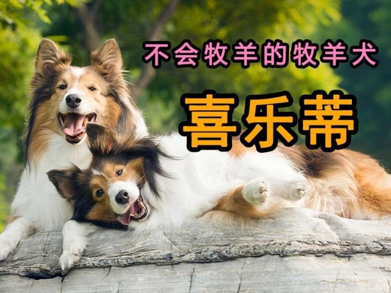 羊和狗结婚对谁不利，羊狗结婚美满的案例