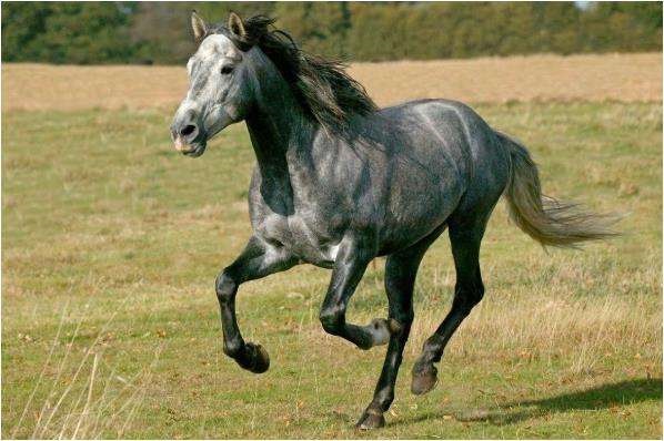 8年属马42岁以后事业，1986年属虎人2022