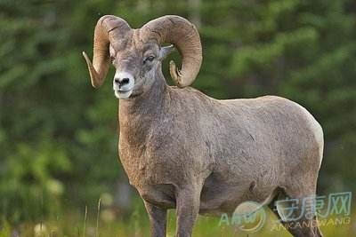 属羊的人命运怎么样，1991年属羊是什么命