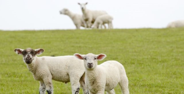 022年属羊的几岁了,79属羊2022年运势及运程"